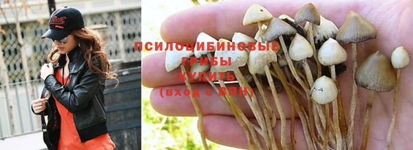 индика Нефтекумск